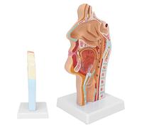 Solinder Modèle Anatomique de Gorge de cavité Nasale, Modèle D'anatomie, D'enseignement Médical, cavité Buccale Nasale Humaine, Sagittal Grandeur Nature avec Nerfs Crâniens