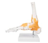 Solinder Modèle de Pied Anatomique Modèle de Pied Grandeur Nature D'anatomie du Squelette Humain Os du 26 Ligaments Artificiels Flexibles sur Ba
