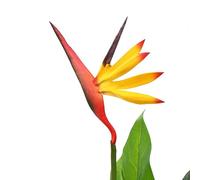 Solivagant Plante Artificielle Strelitzia Reginae Oiseau de Paradis 66 cm,(1.75 KG)