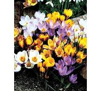 Solo 100 Specie Crocus Bulbi P & P di colori misti £ 9.95 Grande per la primavera