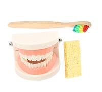 SOLUSTRE Kit Modèle Dents Jeu Éducatif Brossage Garçon Fille Démonstration Brossage Facile Et Guidé Prévention Caries Accessoire Montessori Douceur Bois Ergonomique