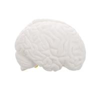SOLUSTRE Modèle Anatomique Démontable Parties avec Base Exposition Modèle Éducatif pour Scientifique et Enseignement Neurologie