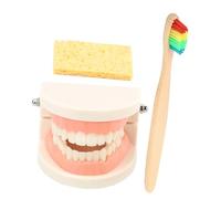 SOLUSTRE Modèle De Brossage De Dents En Plastique Brosse à Dents Pédagogique Standard Garçon Et Filles Fournitures Scolaires D’apprentissage Buccal