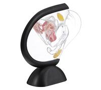 SOLUSTRE Modèle Transparent De Utérus Pour Étude Médicale Modèle Anatomique Du Mur Utérin Support Pédagogique De Système Reproducteur Féminin Outil Visuel Pour Formation Biologie Et Recherc