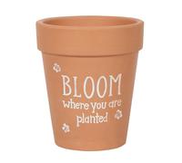 Something Different - Pot de fleurs BLOOM WHERE YOU ARE PLANTED (SD4219)