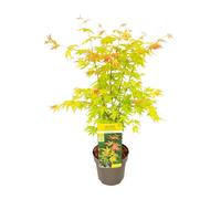 Son & Koot Acer Palm 'Orange Dream' - 40 cm, Ø19 cm