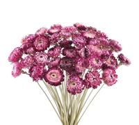 Songjum Lot de 50 bouquets de marguerites séchées naturelles chrysanthèmes multicolores séchées pour vase, décoration d'intérieur, fête, arrangement à faire soi-même, paille de blé pour décoration de