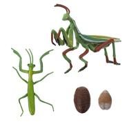 SOPOTUTU Figurine Réaliste du Cycle de Vie Mante Religieuse - Modèle Éducatif Insecte en Plastique - Pédagogique pour Garçon et Filles - Support D’Apprentissage Nature et Sciences