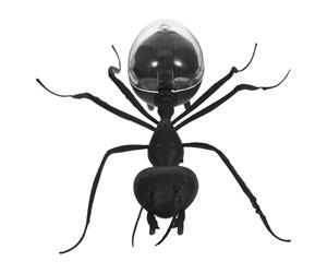 SOPOTUTU Insecte Solaire Fourmi 1 Pièce, Modèle D’Insecte Éducatif à Énergie Solaire, Scientifique pour Garçon et Filles, pour Activités Intérieures et Extérieures, Kit D’Apprentissage