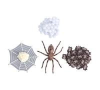 SOPOTUTU Modèle Cycle de Vie Araignée Réaliste Éducatif Insectes Décoration Garçon Fille pour Jeux et Fêtes