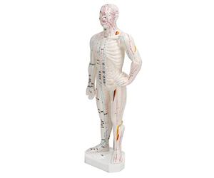 Sorandy Modèle D'acupuncture Léger et Portable avec écriture Claire pour Débutants Points Méridiens en PVC 10,2 Pouces