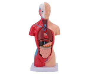 Sorandy Modèle de Corps Humain, Outils D'étude Interactifs de Physiologie D'anatomie D'étudiant en Médecine de 15 Pièces avec des Organes aux Couleurs Vives pour Les étudiants en