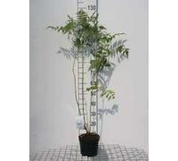 Sorbaria sorbifolia 'Sem'® - Fausse Spirée, Sorbaria À Feuilles De Sorbier 30-40 cm en pot