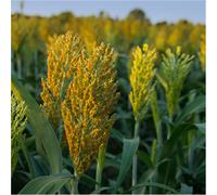 Sorgho du Soudan BOVITAL 25 kg millet