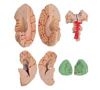 Sosoport 1 pièce Modèle Anatomique Du Modèle Scientifique Créatif pour Éducation Médicale et Enseignement des Neurosciences