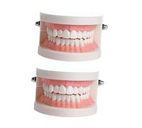 Sosoport 1 pièce Modèle Pédagogique pour Garçon Fille Éducation Oral avec Dents Fixées Outil Enseignement Pratique pour Compréhension