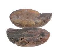 Sosoport 2 Pièces Conque Fossile Décor Du Feng Shui Spécimen De Conque Éducatif Pour Enfants Modèle D'ammonite Spécimen D'insecte Collier Pendentif Labradorite Collier D'ammonites