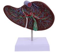 Sosoport Modèle Anatomique du Foie Humain avec Base Marron Éducatif en Plastique et Enseignement Pratique pour Exposition Scolaire en Anatomie