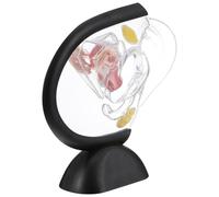 Sosoport Modèle Utérus Transparent Compact Modèle Anatomique Organe Reproducteur Féminin Pédagogique pour École et Recherche Médicale