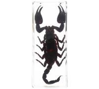 Sosoport Presse-papiers Résine Scorpion Transparent Acrylique Spécimen Animal Réaliste pour Éducation Scientifique Décoration Bureau Maison Collection Pédagogique