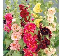 Soteer Seed House - Rose trémière 'Mélange' Assortiment de graines de fleurs vivaces Assortiment de roses trémières trémières (10pcs)