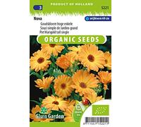 Souci simple de Jardins grand Nova - Graines Biologiques