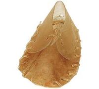 Soulier Petit, 12 Cm 20 Gr - Karlie