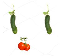 sourcing map Filet de treillis pour plantes grimpantes, 100 m x 8 m, 6 brins, filet de support robuste en polyéthylène avec maille de 30,5 x 30,5 cm pour fruits, légumes, concombre, blanc et vert