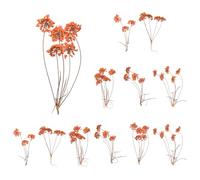 sourcing map Lot de 12 fleurs séchées naturelles pressées pour loisirs créatifs, bouquets colorés en dentelle pour moules en résine, scrapbooking, fabrication de bijoux, orange