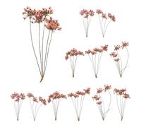 sourcing map Lot de 12 fleurs séchées naturelles pressées pour loisirs créatifs, bouquets colorés en dentelle pour moules en résine, scrapbooking, fabrication de bijoux, bougies et bijoux, rose