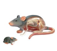 Souris 4D Modèle Anatomique - 29 Organes Détachables et Parties du Corps pour Éducation et Enseignement Démonstration pour Médecine et Vétérinaire Professionnels