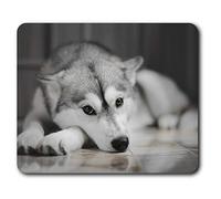 Souris Confortable Tapis - Chien Animaux Impressionnant Husky sibérien 23,5 x 19,6 cm (9,3 x 7,7 Pouces) pour Les Ordinateurs et Ordinateurs Portables, de Bureau, Cadeaux, Base antidérapante - RM8636