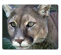 Souris De Gaming, Un Puma Concolor Couché dans l'herbe Traque Sa Proie Gamer Mouse Pad Stable Souris De Bureau Doux Tapis Souris pour Souris Bureau 25X30Cm