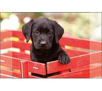 Sous-main Kangaro Labrador noir antidérapant - 38 x 58 cm avec deux poches plaquées - Pour enfants, adolescents et bureau.