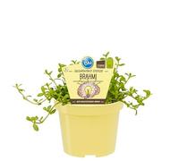 Soutien de mémoire Brahmi de qualité bio - Bacopa monnieri - Plante herbacée dans un pot de 12 cm