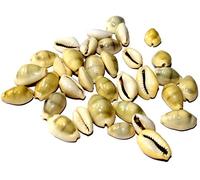 Spacetouch Lakshmi Peeli/Yellow Kawri Kodi Peeli Cowrie Sea Shell | Laxmi et Diwali Pooja Coquillages Kaudi (Jaune naturel) - Lot de 51