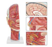 Spacnana Modèle de Tête Humaine Anatomique pour l'enseignement Scolaire, 1: 1 LifeSize Superficial Muscle Vessel Nerve Model with Section and Face Anatomy Cerve