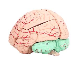 Spacnana Spacnana Modèle de Cerveau Humain, Matériau en PVC, Outil d'étude des Neurosciences éducatives pour Enfants avec Pièces Détachables pour Usage Scolaire et Domestique