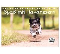 Spaß mit Havanesern (Tischkalender 2026 DIN A5 quer), CALVENDO Monatskalender: Fröhliche Havaneser begleiten Sie durch Ihr Jahr. Lassen Sie sich verzaubern.