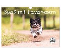 Spaß mit Havanesern (Wandkalender 2026 DIN A4 quer), CALVENDO Monatskalender: Fröhliche Havaneser begleiten Sie durch Ihr Jahr. Lassen Sie sich verzaubern.