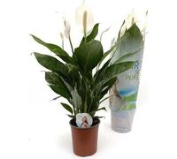Spathiphyllum 'Bingo Cupido' 80 cm - Feuille monocotylédone Feuille de la paix