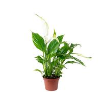 Spathiphyllum blanc - plante d'intérieur facile d'entretien, Spathiphyllum Yess - hauteur env. 15 cm, pot-Ø 6 cm