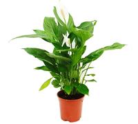 Spathiphyllum "Cupido", feuille simple - pot de 17cm