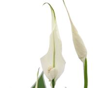Spathiphyllum, feuille unique, "Sweet Chico", 13cm pot