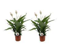 Spathiphyllum Lima 'lys de la paix' - Set de 2 - Pot 17cm - Hauteur 60-75cm