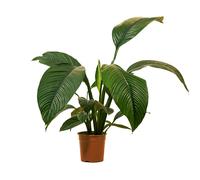 Spathiphyllum Sensation - Lis de la paix - Plante d'intérieur XXL - H. 110-130 cm