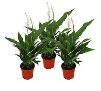 Spathiphyllum "Sweet Chico" - 12cm pot - Set de 3 plantes