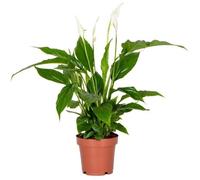 Spathiphyllum 'Torelli' - Peace Lily - Plante d'intérieur - Purificateur d'air - D12 cm - H35-45 cm