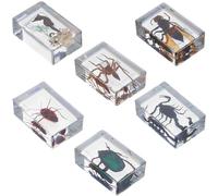 Spécimen D’insecte et Éducatif en Résine Transparente, 6 Pièces | Surface Polie, Conservation Solide, Présentation Artistique, pour Garçon Fille, Enseignants et Démonstrations de Biologie