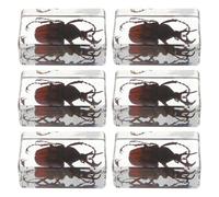 Spécimen D’insectes en Résine Transparente, Coléoptère Araignée | Objet Décoratif pour Bureau, Apprentissage Pratique, Cours de Biologie à Domicile, Étudiants et Passionnés de Sciences